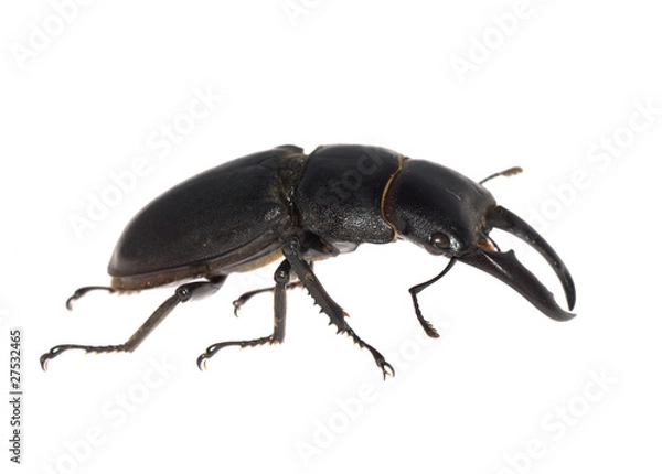 Obraz stag beetle isolated