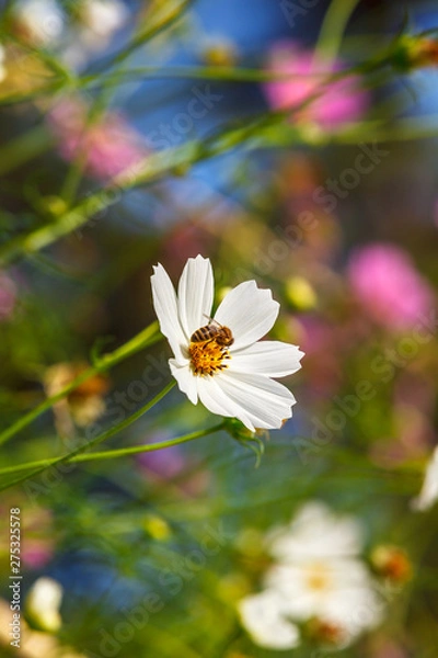 Obraz Bee on summer flower