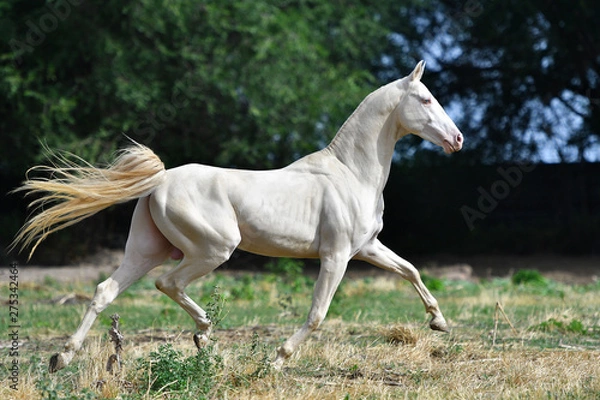 Fototapeta Perlino Akhal Teke stallion running in trot in the field. Side view, in motion,