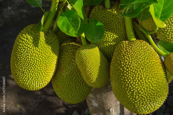 Obraz Jackfruit tree