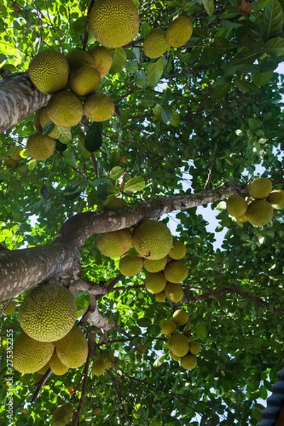Obraz Jackfruit on the tree