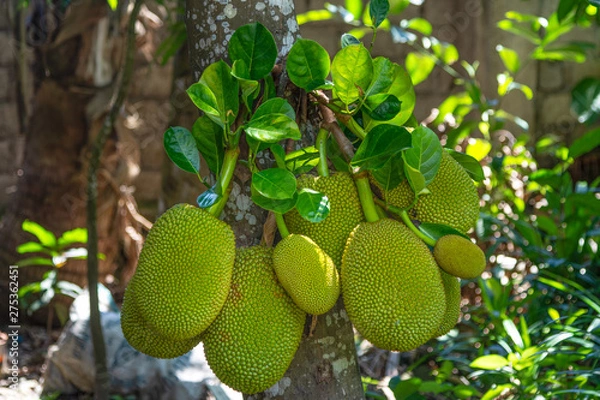 Obraz Jackfruit tree