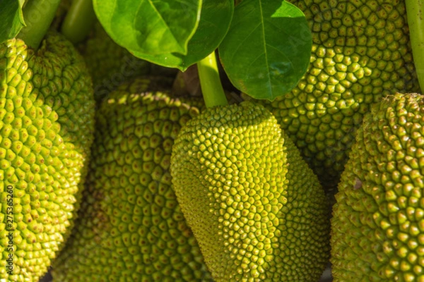 Obraz Jackfruit tree