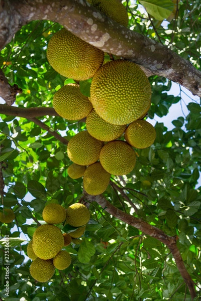 Fototapeta Jackfruit on the tree