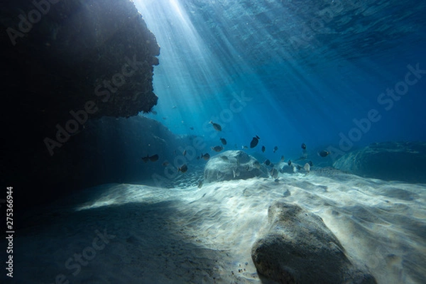 Fototapeta light rays and fish
