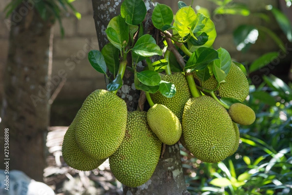 Obraz Jackfruit on the tree