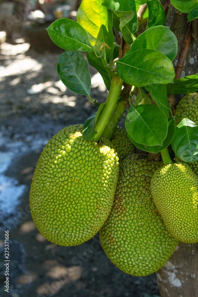 Obraz Jackfruit on the tree