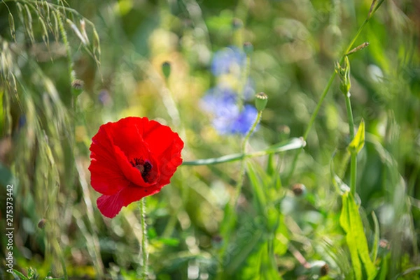 Fototapeta Poppy flowers in the field, soft focus, shallow depth of field