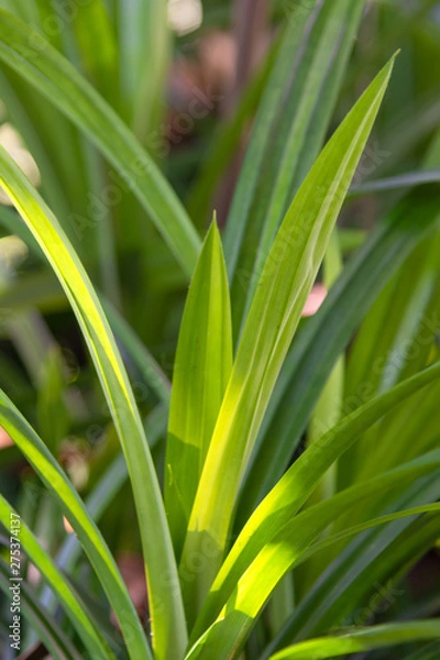 Obraz  grass on green background