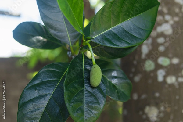Obraz Jackfruit tree
