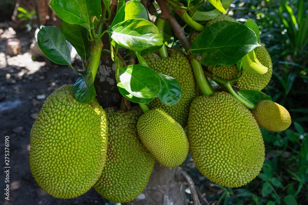 Obraz green jackfruit on the tree