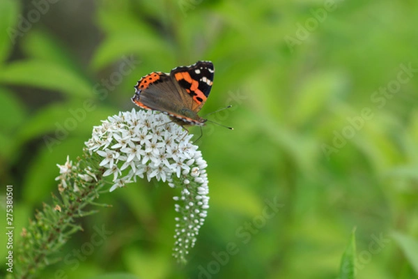 Obraz オカトラノオにとまるアカタテハ