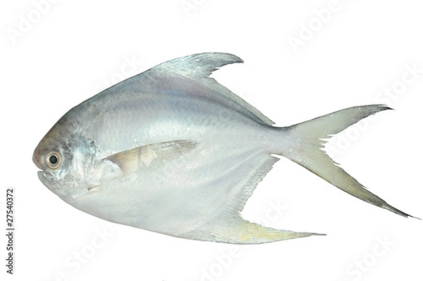 Obraz Biały pomfret, ryby na białym tle