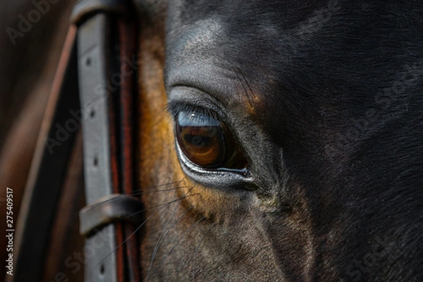 Obraz Eye of a beautiful horse on dark background close up