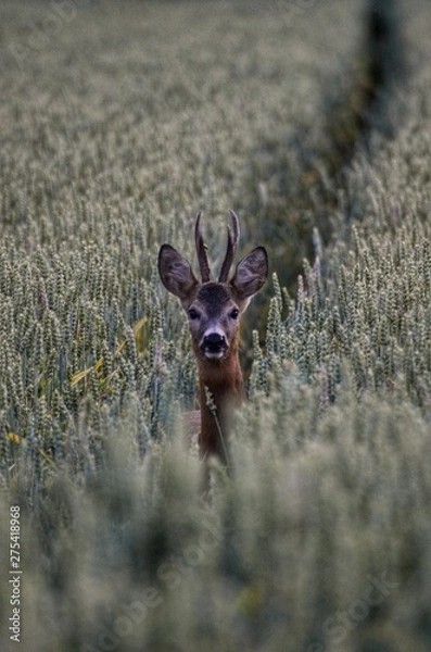Fototapeta kleiner Bock