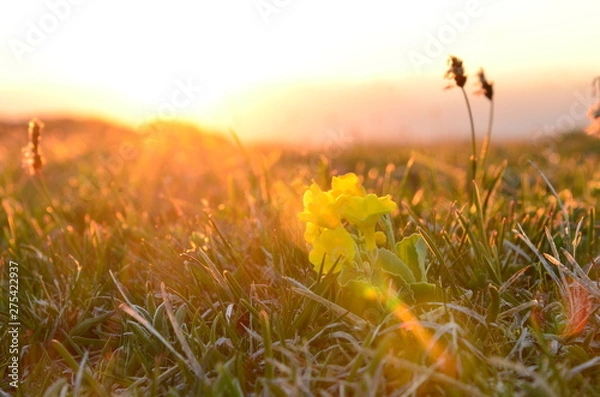 Obraz blühender Berg