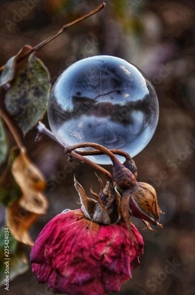 Fototapeta Rosenblase