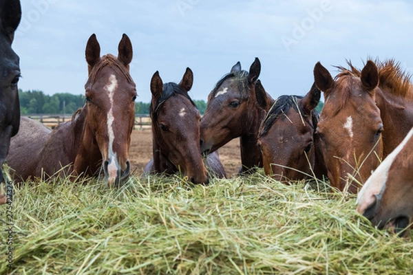 Fototapeta The herd of brown horses eats a haystack. Horses stand on the street. It is raining, cloudy weather. Wet horses
