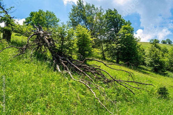 Obraz A fallen tree in a field