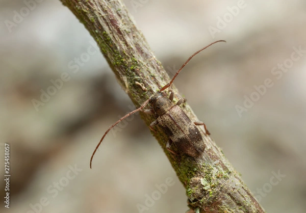 Fototapeta Exocentrus lusitanus on linden twig photographed with high magnificaion