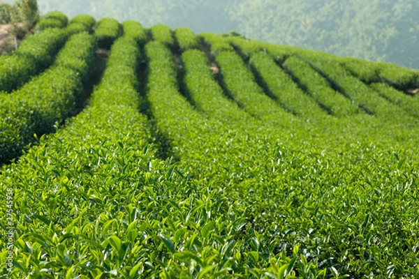 Obraz Green Tea Farm