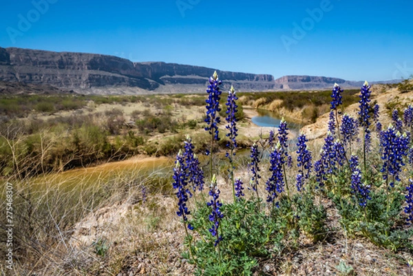 Obraz Closeup of blue bonnets with Santa Elana tributary below