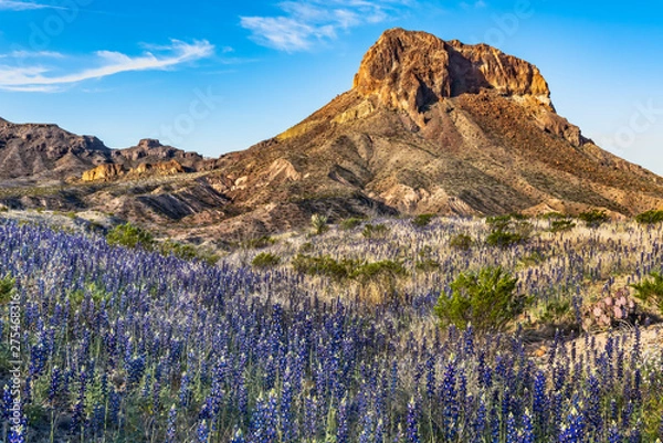 Obraz Field of blue bonnets along side Cerro Castellan.