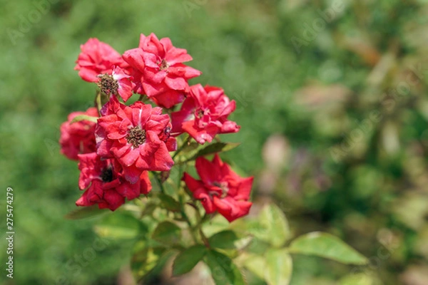 Fototapeta 赤色のばら