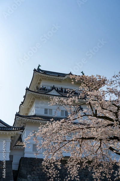 Fototapeta 小田原城と満開の桜　撮影日2019/4/6
