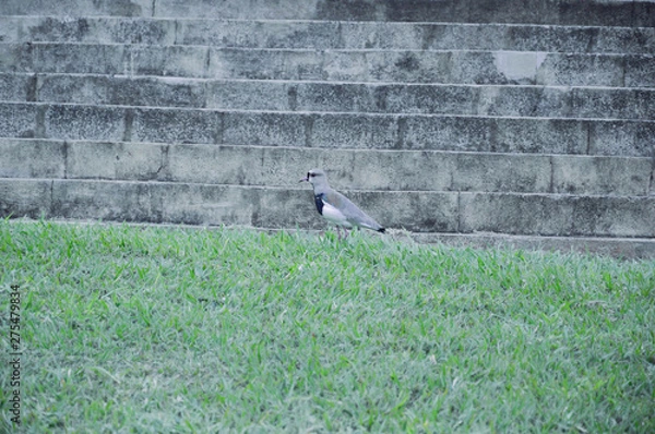 Obraz pigeon on the wall