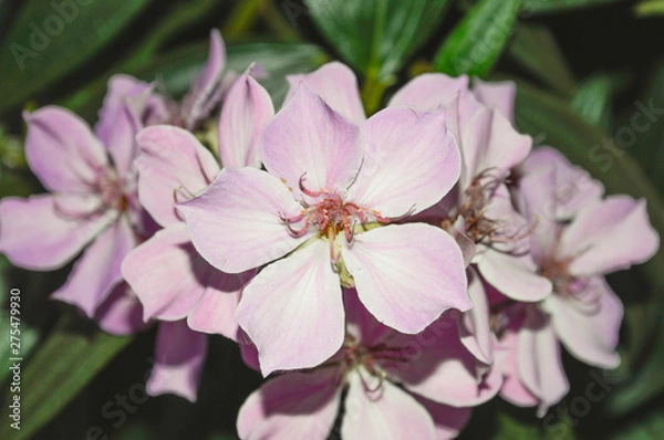 Obraz pink flowers of a tree