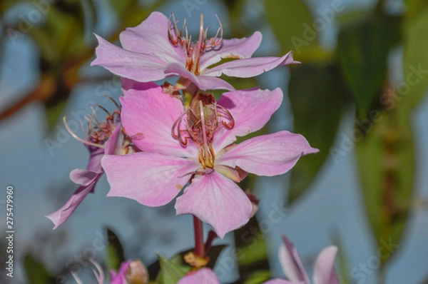 Obraz pink flowers in garden