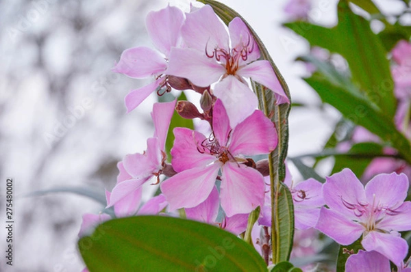 Obraz pink flowers of a tree