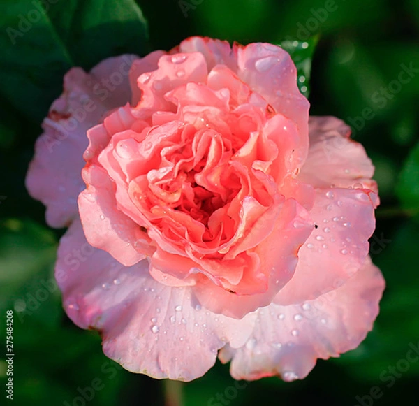 Fototapeta Art photo rose petals isolated on the natural blurred background. Closeup. For design, texture, background. Nature.Drops of morning dew on rose petals.