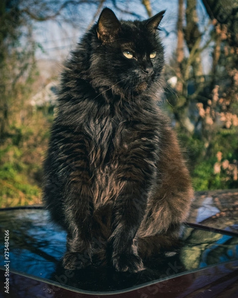 Obraz Serious Warmth