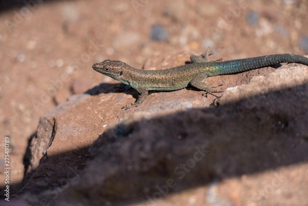 Obraz Madeira wall Lizards sunbathing on rocks