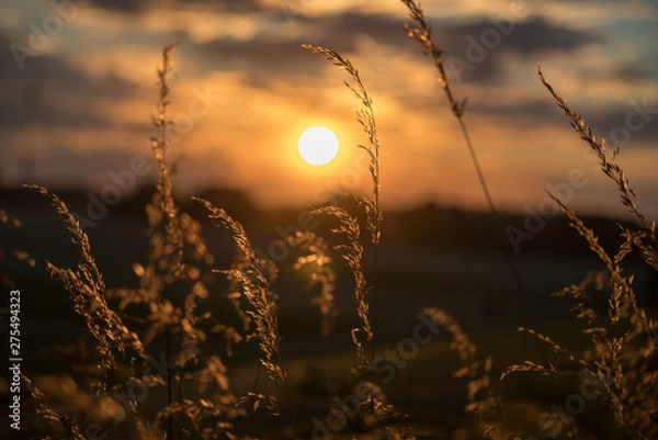 Obraz Sunset glowing gras bokeh closeup