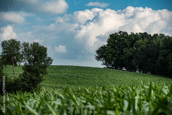 Obraz Fresh Corn Fields in Bavarian Landscape