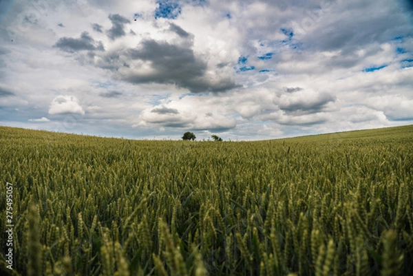 Obraz Bavarian rural landscape wheat fields