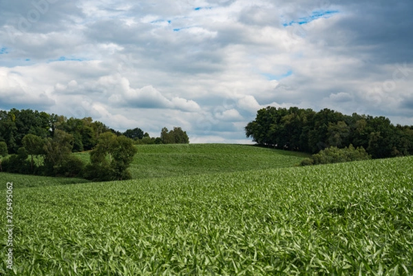 Obraz Bavarian rural landscape corn fields