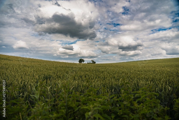 Obraz Bavarian rural landscape wheat fields