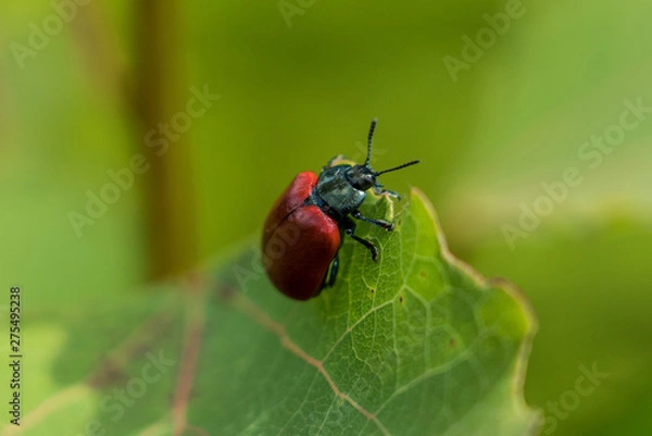 Obraz Insect closeup leaf  Chrysomela populi red beetle