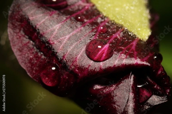 Obraz Капли дождя на мальве