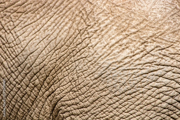 Obraz texture of elephant skin