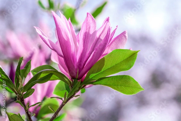 Obraz Magnolia Closer