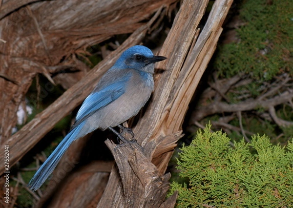 Fototapeta Scrub Jay