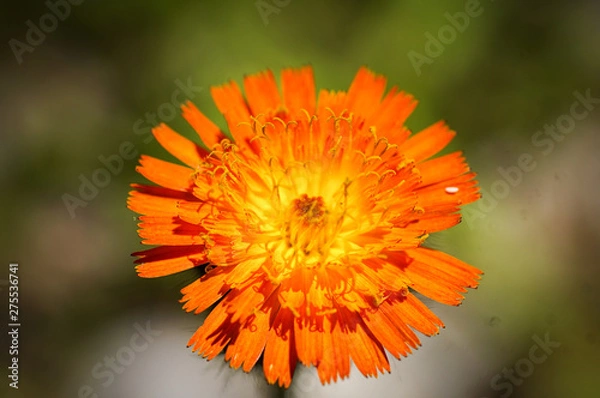 Fototapeta Orange Flower