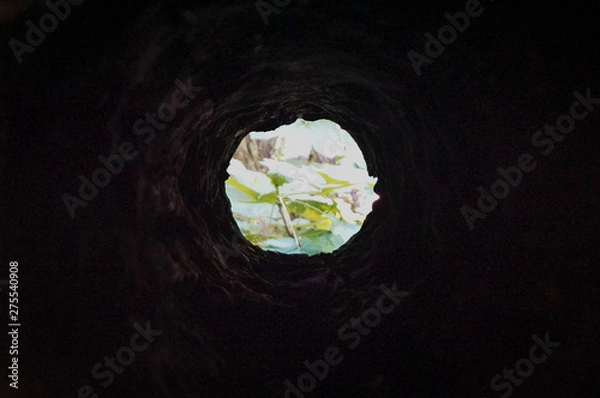 Fototapeta into the rabbit hole