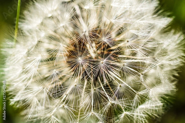 Fototapeta Dandelion