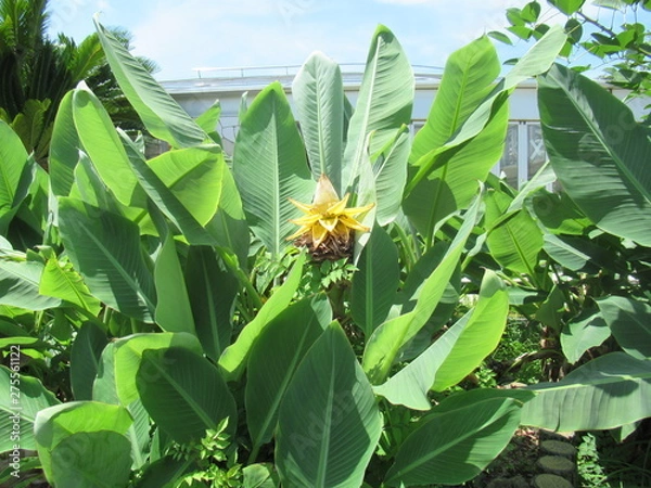 Obraz Chinese Dwarf Banana